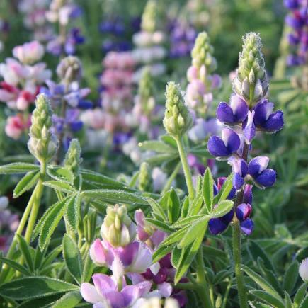 Diverse Bloemen EENJARIGEN bio-zaden zakjes - De Bolster