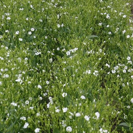 Pre-order 2026 - BLOEMEN eenjarigen bio-zaden zakjes - De Bolster