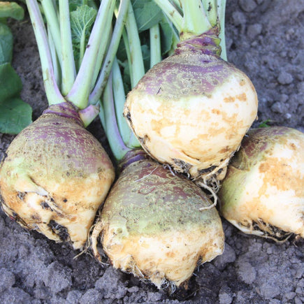 Pre-order 2026 - GROENTEN Wortel- en knolgewassen bio-zaden zakjes - De Bolster