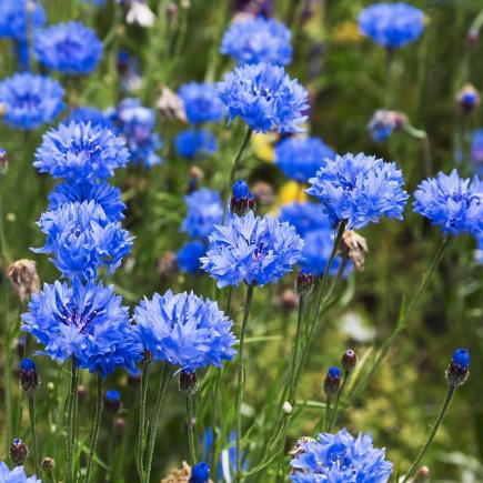 Diverse Bloemen EENJARIGEN bio-zaden zakjes - De Bolster