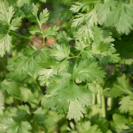 Diverse KRUIDEN bio-zaden zakjes - De Bolster
