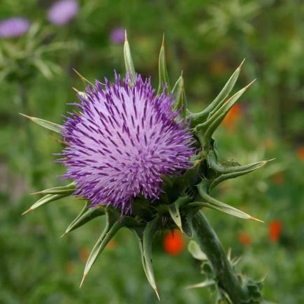 Pre-order 2026 - BLOEMEN eenjarigen bio-zaden zakjes - De Bolster