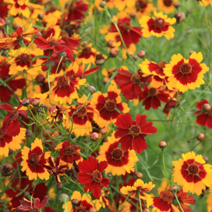 Pre-order 2026 - BLOEMEN eenjarigen bio-zaden zakjes - De Bolster