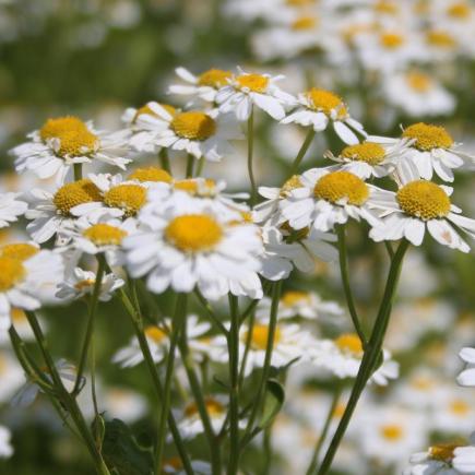 Pre-order 2026 - BLOEMEN eenjarigen bio-zaden zakjes - De Bolster