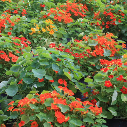Diverse Bloemen EENJARIGEN bio-zaden zakjes - De Bolster