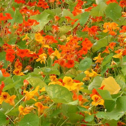 Diverse Bloemen EENJARIGEN bio-zaden zakjes - De Bolster