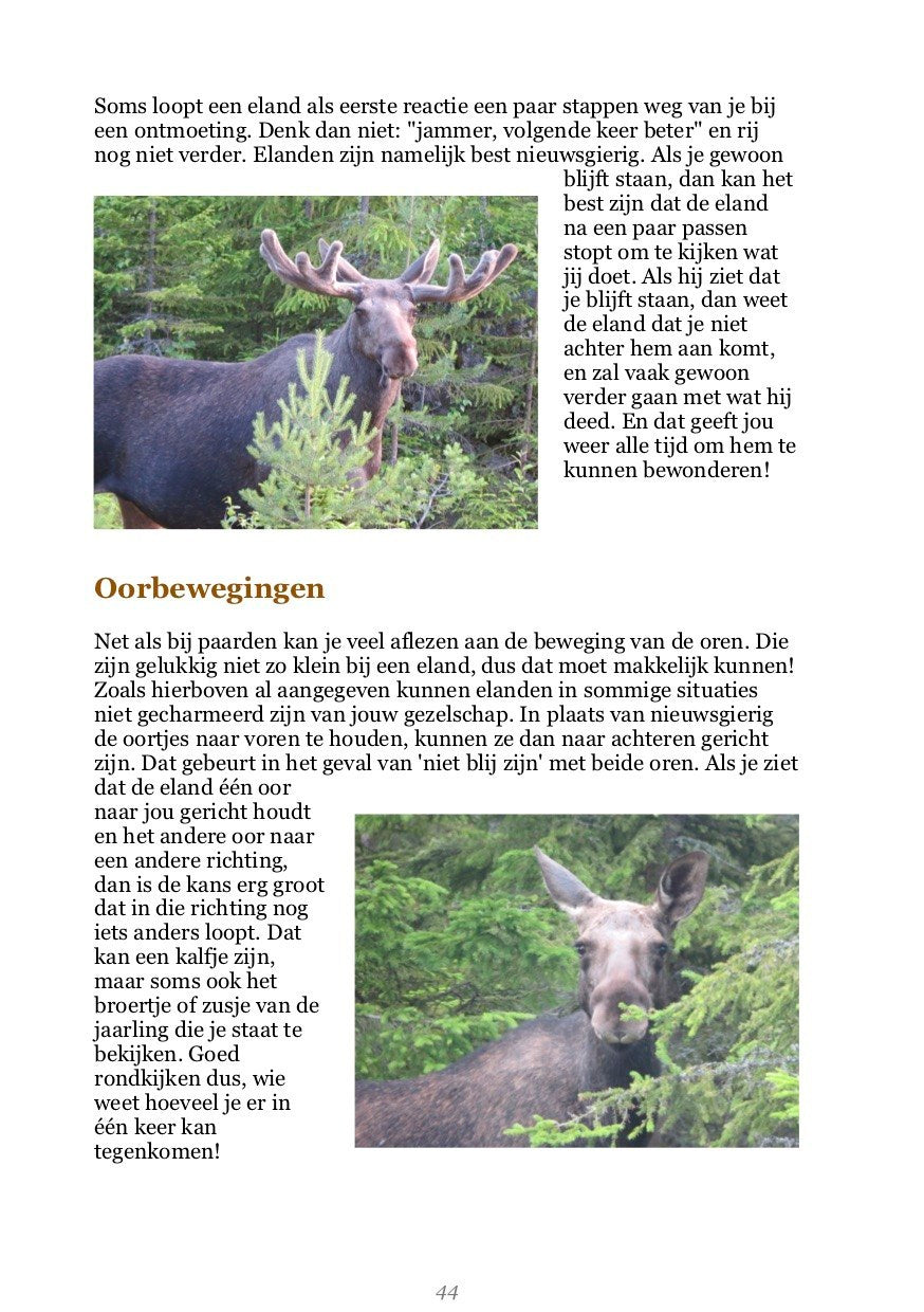 De Koning van het Woud: Alles over elanden en de beste tips om ze te spotten - Yvo Kiela