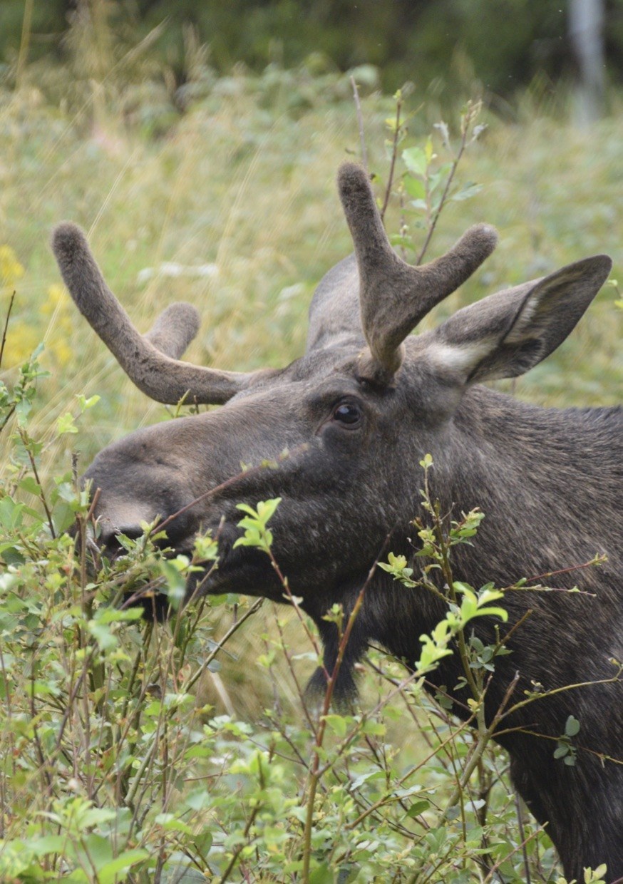 De Koning van het Woud: Alles over elanden en de beste tips om ze te spotten - Yvo Kiela
