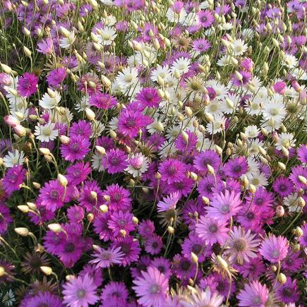 Pre-order 2026 - BLOEMEN eenjarigen bio-zaden zakjes - De Bolster