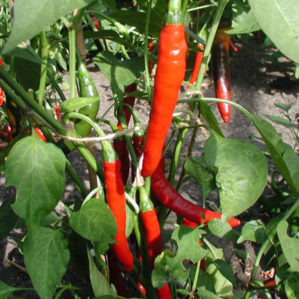 Pre-order 2026 - GROENTEN Vruchtgewassen bio-zaden zakjes - De Bolster