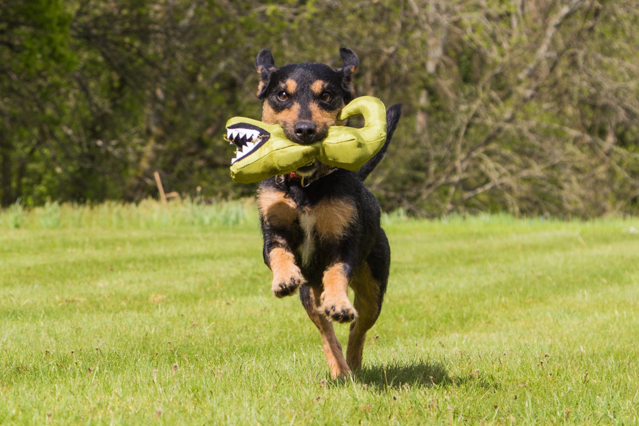 Beco Plush Toy - Aretha the Alligator - Beco Pets