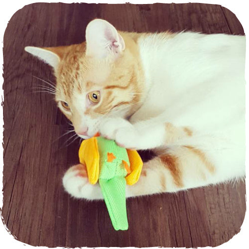 Beco Plush Toy - Bertie the Budgie - Beco Pets