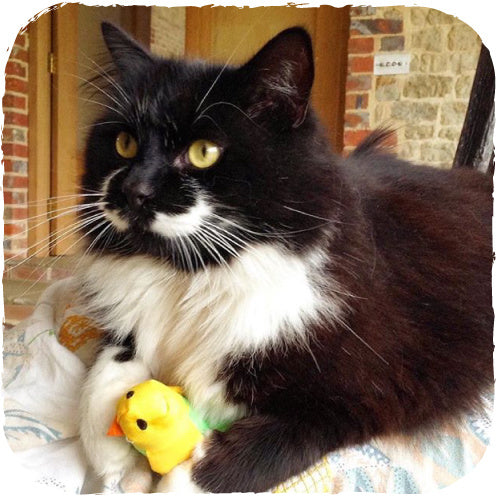 Beco Plush Toy - Bertie the Budgie - Beco Pets