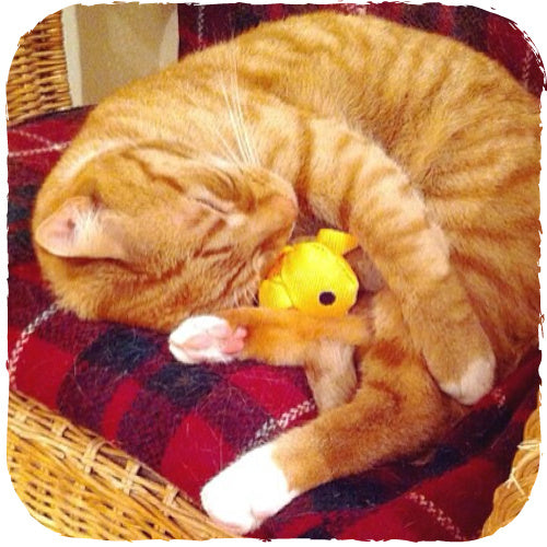 Beco Plush Toy - Freddie the Fish - Beco Pets