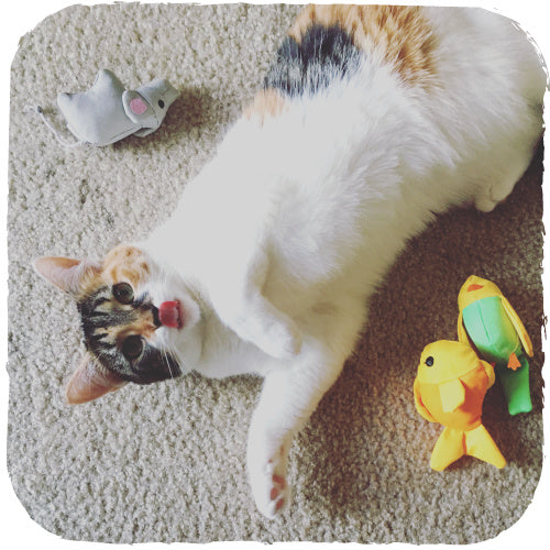 Beco Plush Toy - Freddie the Fish - Beco Pets