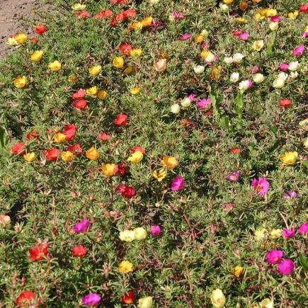 Pre-order 2026 - BLOEMEN eenjarigen bio-zaden zakjes - De Bolster