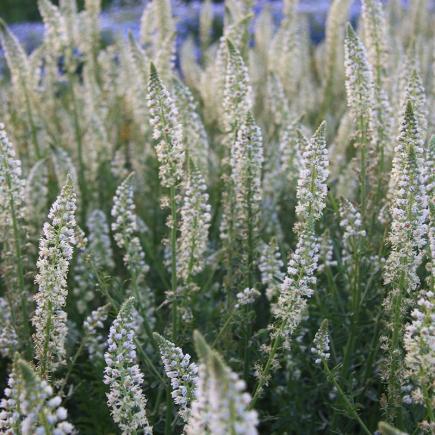 Diverse Bloemen EENJARIGEN bio-zaden zakjes - De Bolster