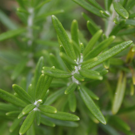Pre-order 2026 - KRUIDEN bio-zaden zakjes - De Bolster
