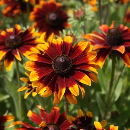 Diverse Bloemen EENJARIGEN bio-zaden zakjes - De Bolster