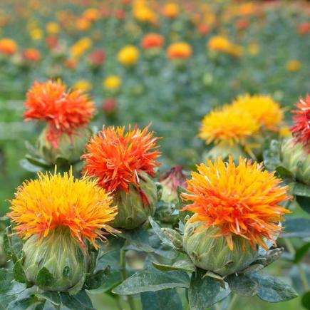 Diverse Bloemen EENJARIGEN bio-zaden zakjes - De Bolster