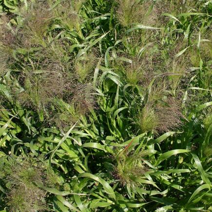 Pre-order 2026 - BLOEMEN eenjarigen bio-zaden zakjes - De Bolster