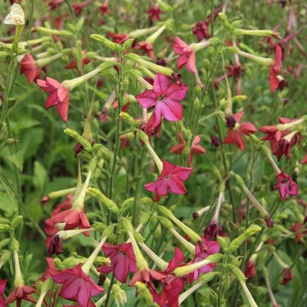 Pre-order 2026 - BLOEMEN eenjarigen bio-zaden zakjes - De Bolster