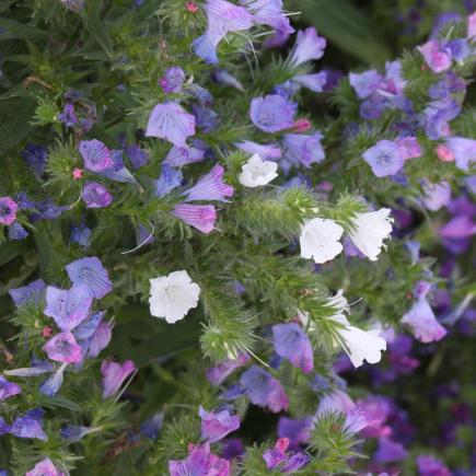 Pre-order 2026 - BLOEMEN eenjarigen bio-zaden zakjes - De Bolster