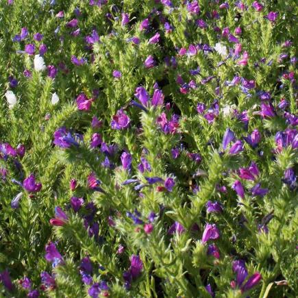 Pre-order 2026 - BLOEMEN eenjarigen bio-zaden zakjes - De Bolster