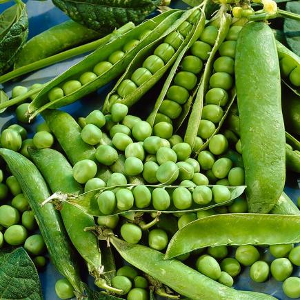 Diverse groenten PEULVRUCHTEN bio-zaden zakjes - De Bolster