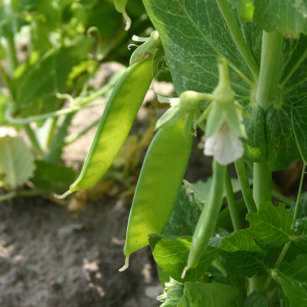 Diverse groenten PEULVRUCHTEN bio-zaden zakjes - De Bolster