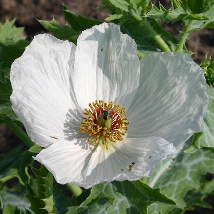 Diverse Bloemen EENJARIGEN bio-zaden zakjes - De Bolster