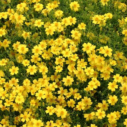 Pre-order 2026 - BLOEMEN eenjarigen bio-zaden zakjes - De Bolster