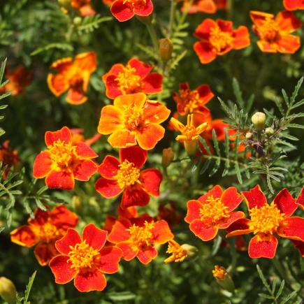 Diverse Bloemen EENJARIGEN bio-zaden zakjes - De Bolster