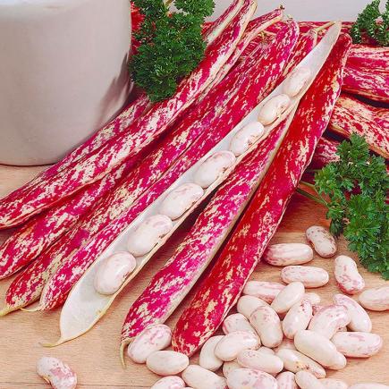 Pre-order 2026 - GROENTEN Peulvruchten bio-zaden zakjes - De Bolster