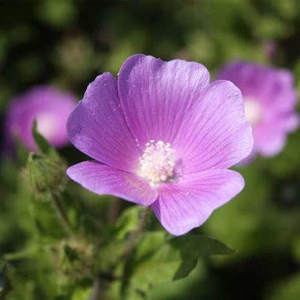Pre-order 2026 - BLOEMEN eenjarigen bio-zaden zakjes - De Bolster