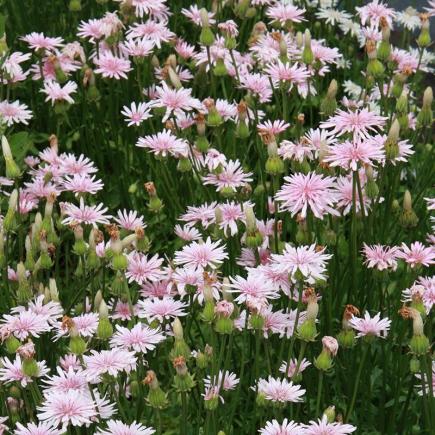 Pre-order 2026 - BLOEMEN eenjarigen bio-zaden zakjes - De Bolster