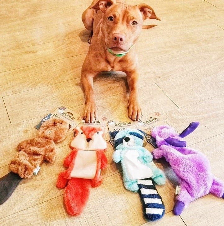 Beco Stuffing Free Toy - Chad the Chipmunk - Beco Pets