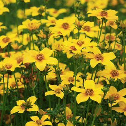 Pre-order 2026 - BLOEMEN eenjarigen bio-zaden zakjes - De Bolster