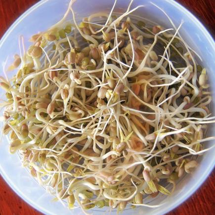 Diverse KIEMEN bio-zaden zakjes - De Bolster