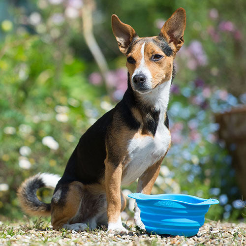 Beco Travel Bowl - Beco Pets