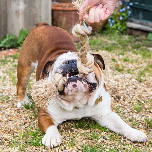 Beco Rope - Jungle Triple Knot - Beco Pets