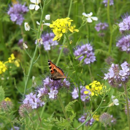 Diverse Bloemen MENGSELS bio-zaden zakjes - De Bolster