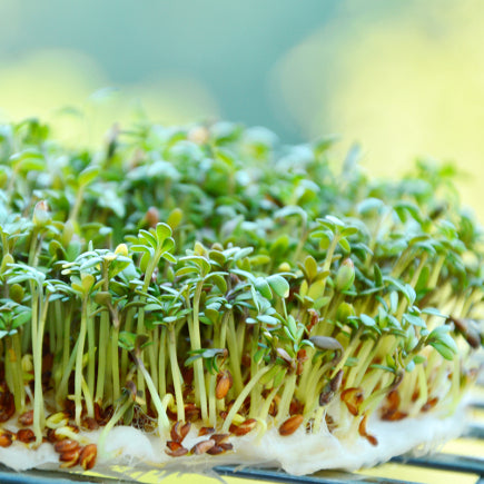 Diverse KIEMEN bio-zaden zakjes - De Bolster