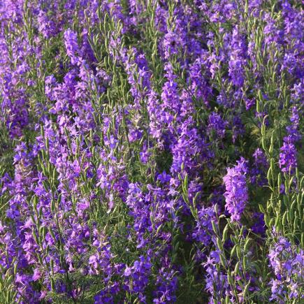 Diverse Bloemen EENJARIGEN bio-zaden zakjes - De Bolster