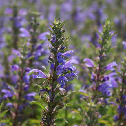 Pre-order 2026 - BLOEMEN eenjarigen bio-zaden zakjes - De Bolster