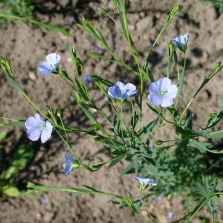 Diverse Bloemen EENJARIGEN bio-zaden zakjes - De Bolster