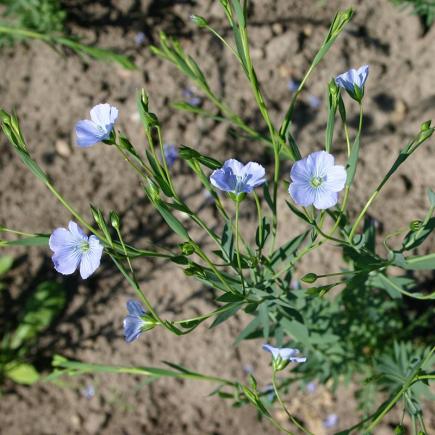 Vlas blauw biologische zaden - De Bolster