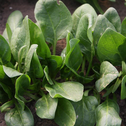 Pre-order 2026 - GROENTEN Blad- & stengelgewassen bio-zaden zakjes - De Bolster