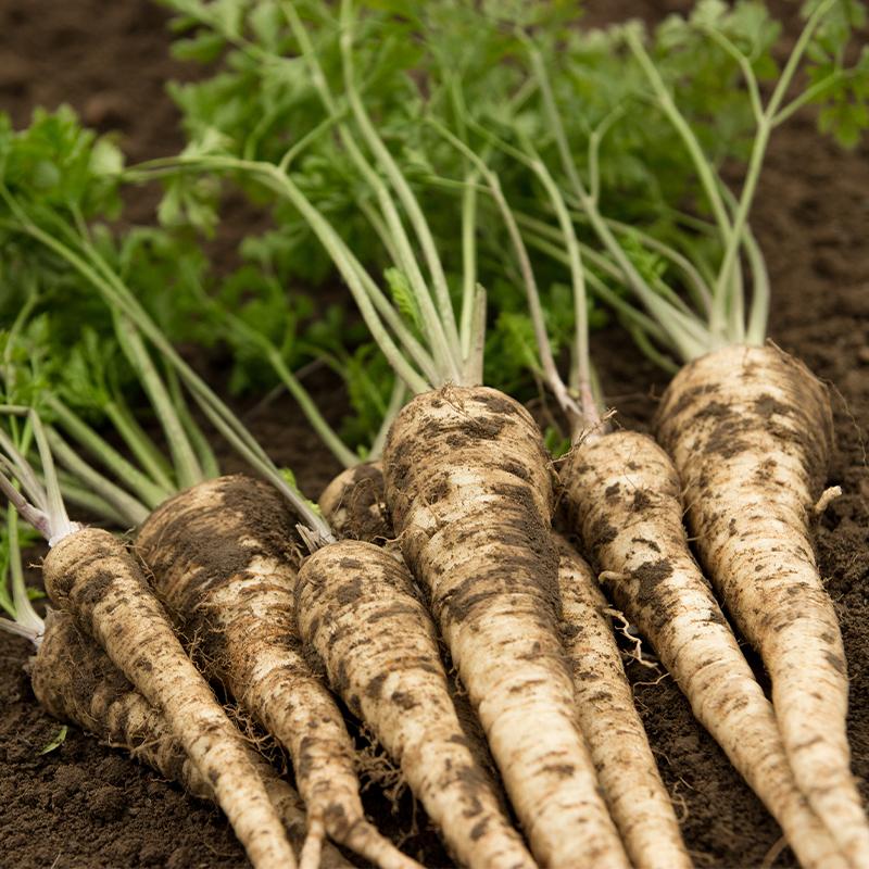 Pre-order 2026 - GROENTEN Wortel- en knolgewassen bio-zaden zakjes - De Bolster