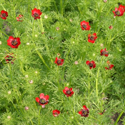 Diverse Bloemen EENJARIGEN bio-zaden zakjes - De Bolster